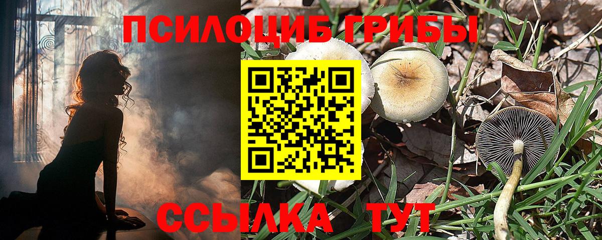 Галлюциногенные грибы Cubensis Елец